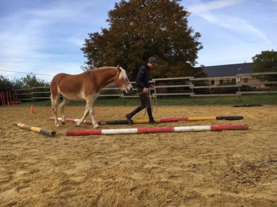 A VENDRE JUMENT PP HAFLINGER indemne PSSM1