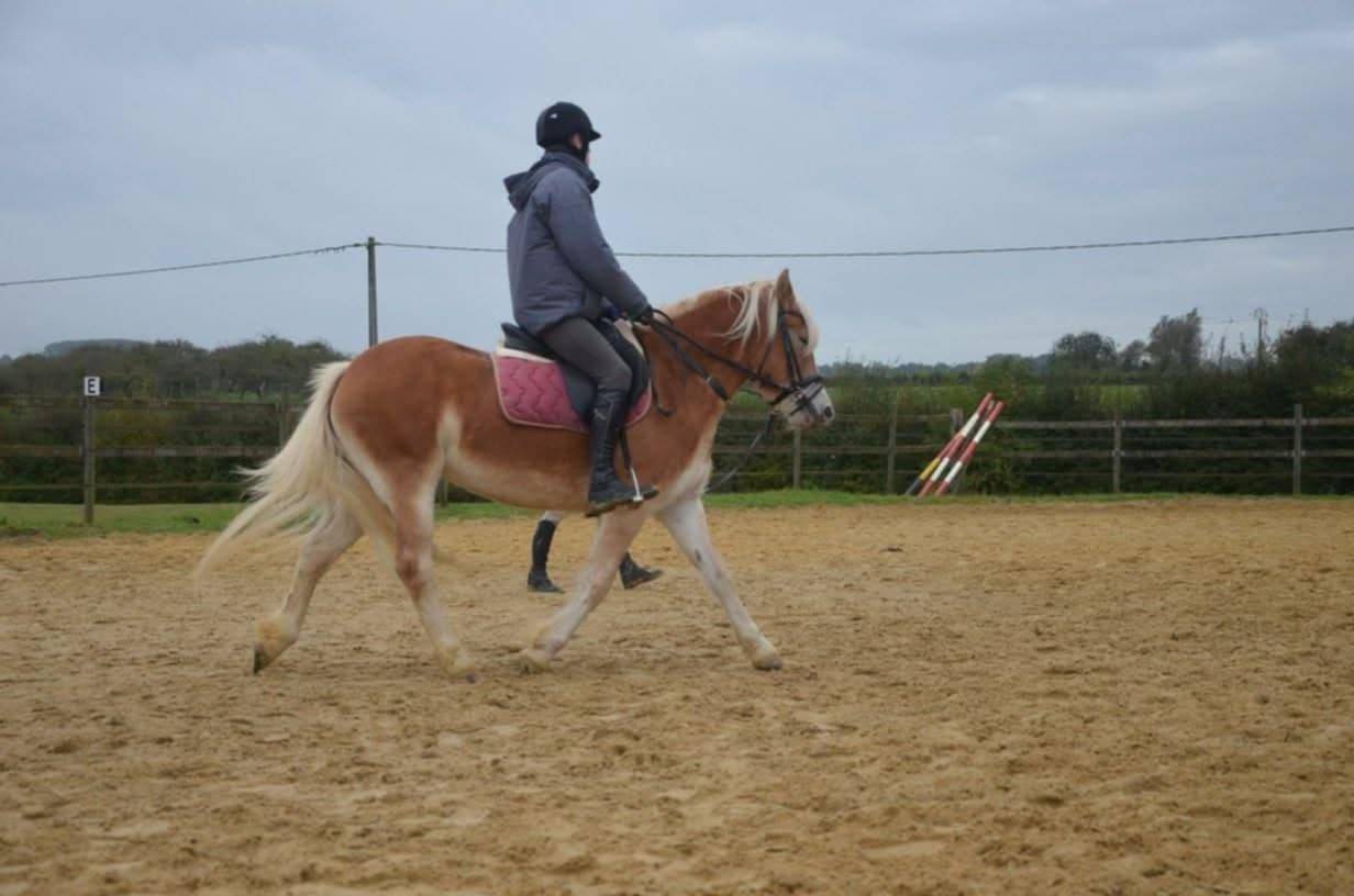 A VENDRE JUMENT PP HAFLINGER indemne PSSM1