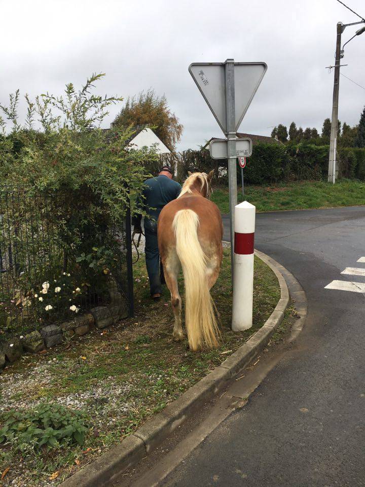 A VENDRE JUMENT PP HAFLINGER indemne PSSM1