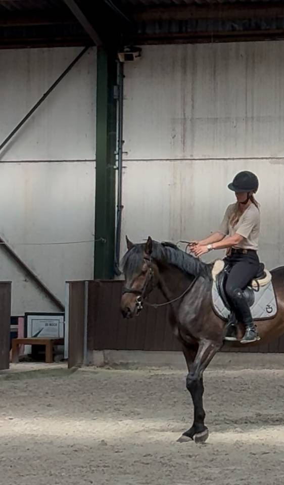 &Eacute;curie  professionnelle recherche 3 chevaux 