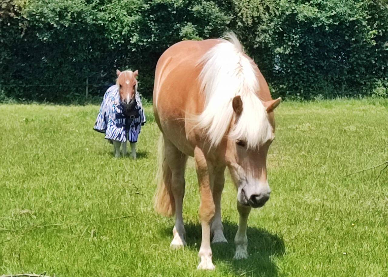 Jument haflinger studbook