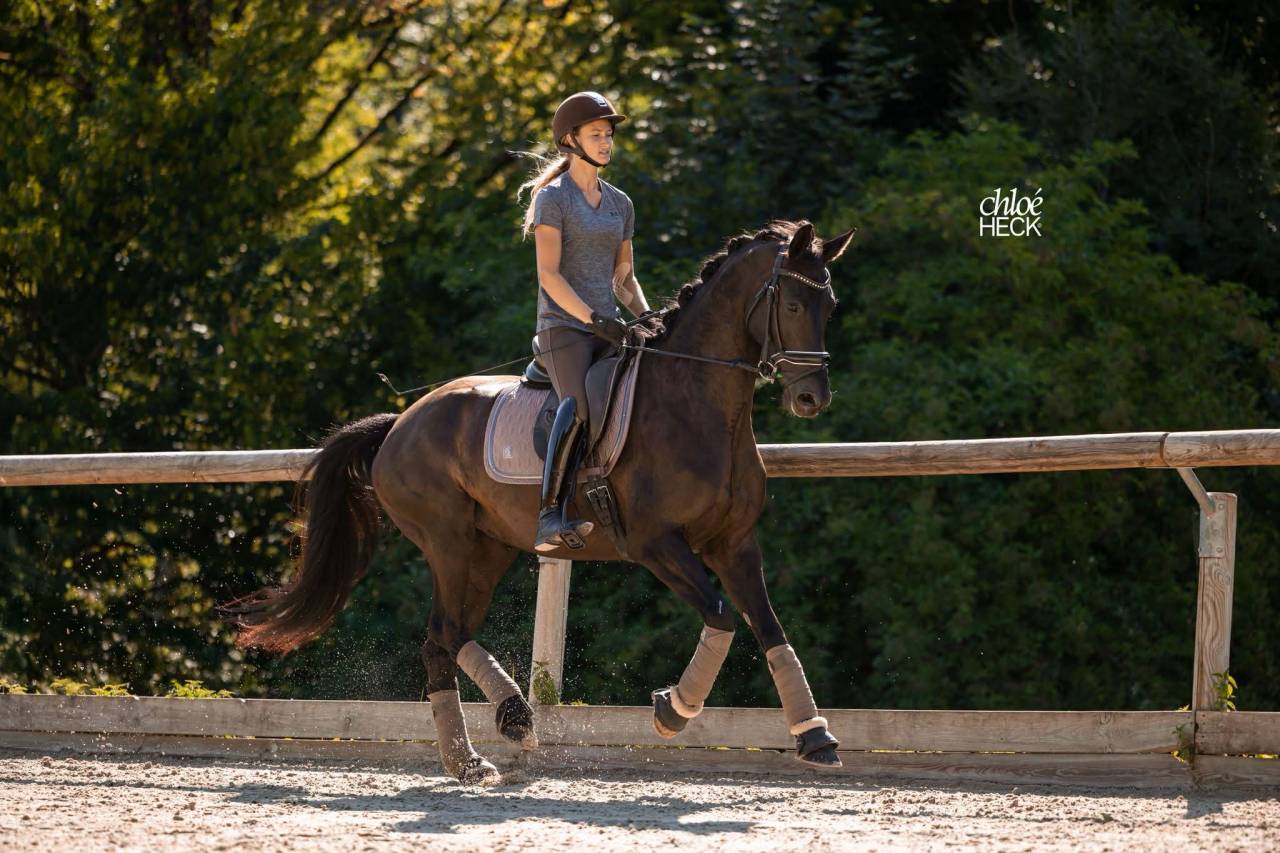 Jument - Selle Fran&ccedil;ais - 6 ans - Dressage - France