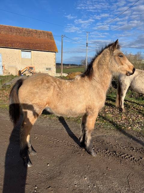 PONEY CONNEMARA HONGRE NE EN 2025