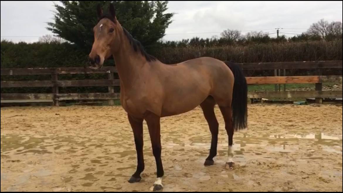 Jument SF &agrave; vendre 