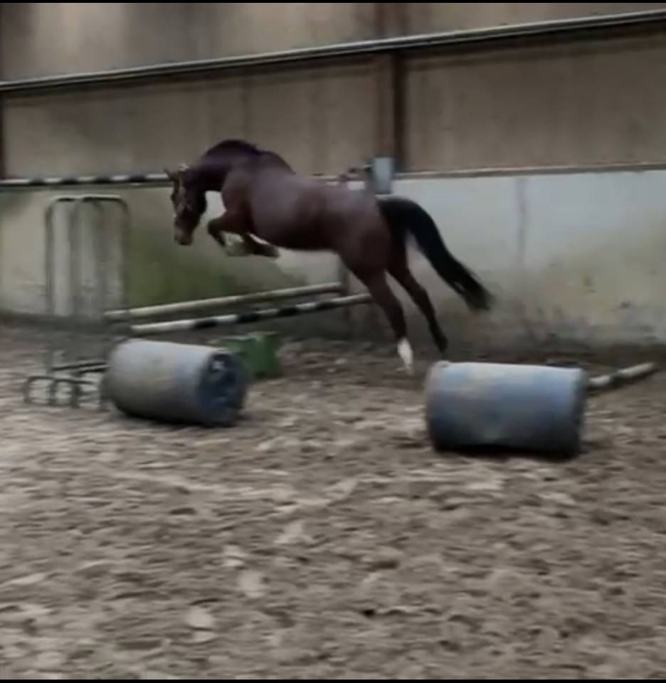 Jument SF &agrave; vendre 