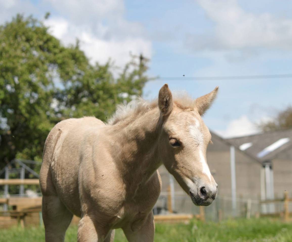 Sienna Lumina d&rsquo;Alam 