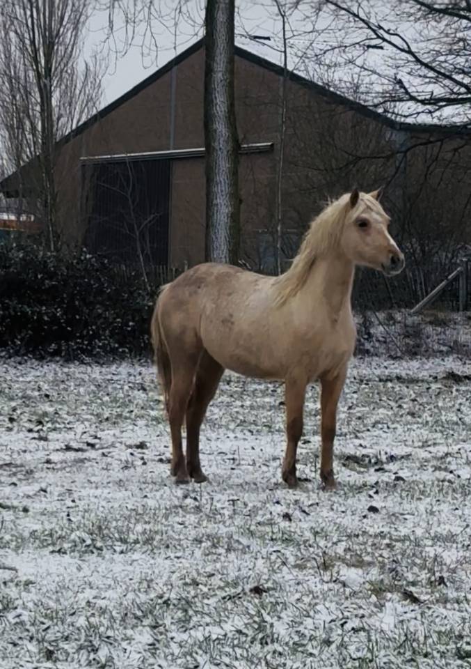 Sienna Lumina d&rsquo;Alam 