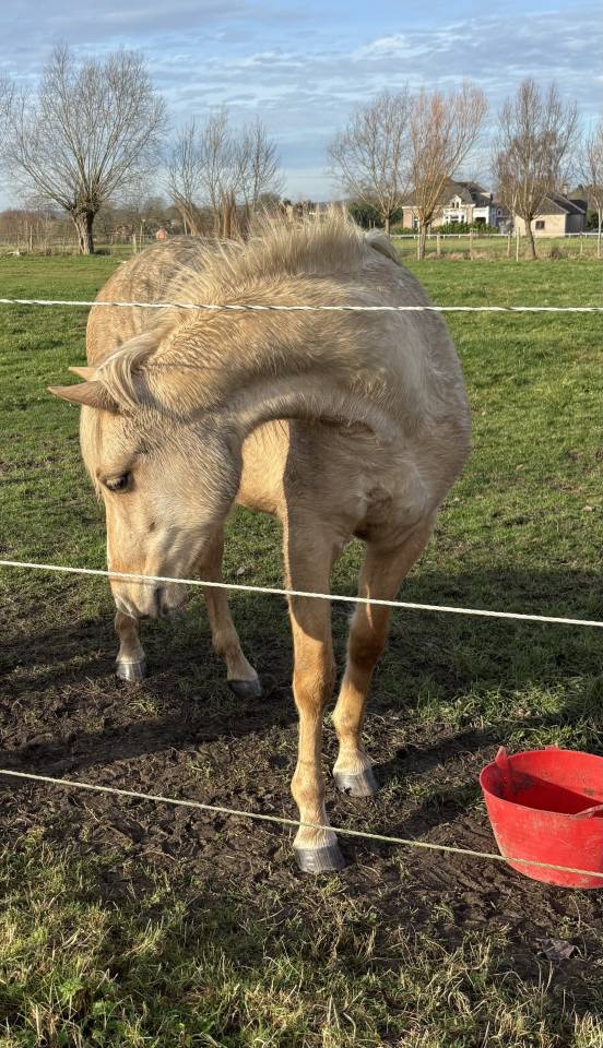 Sienna Lumina d&rsquo;Alam 