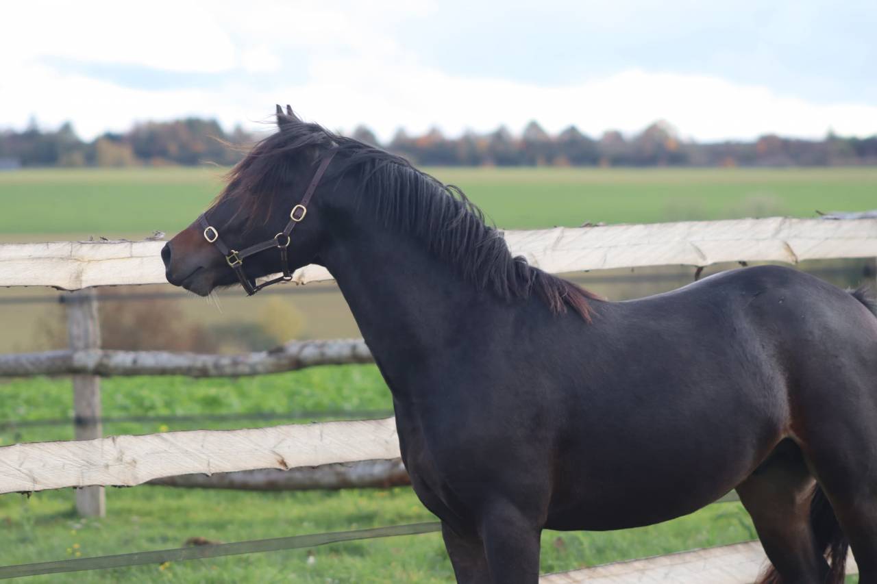 Pl&eacute;iade Endhil Alam