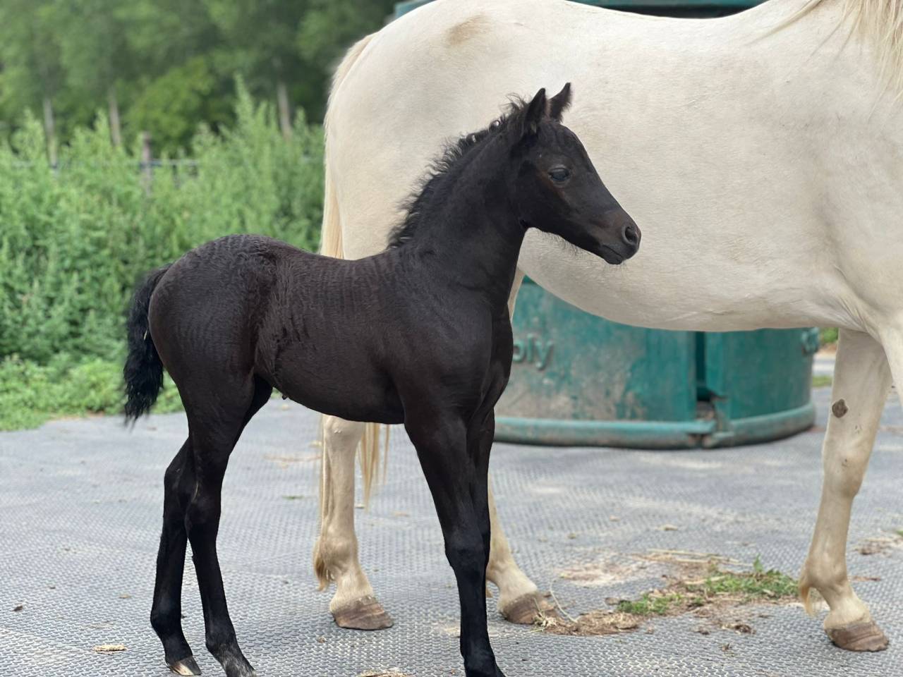 Pl&eacute;iade Endhil Alam