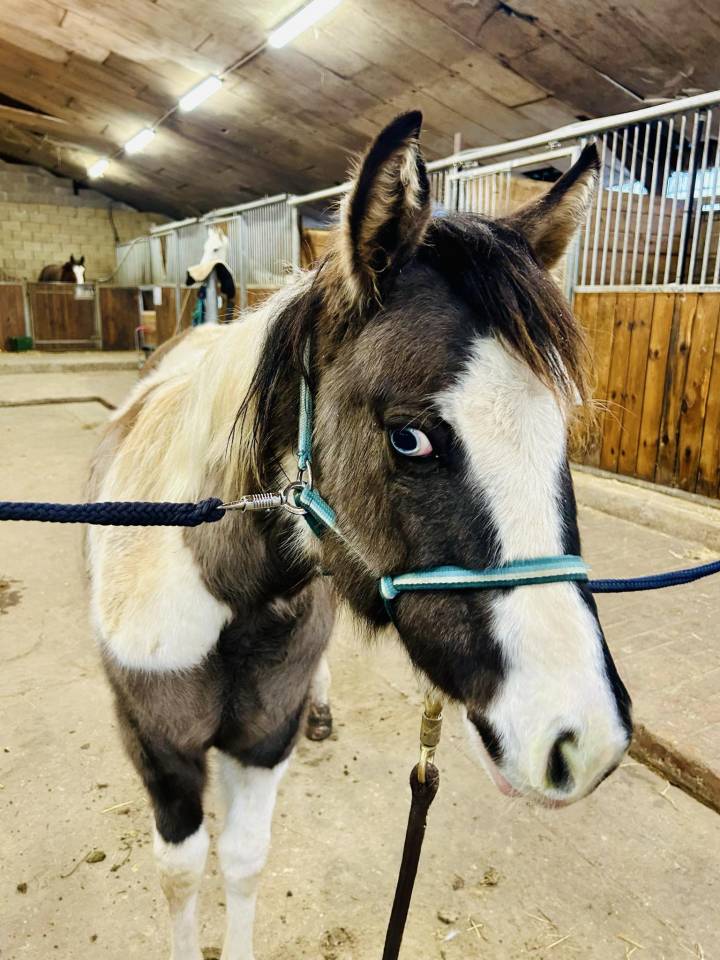 Pouliche Paint Horse APHA d&rsquo;exception &ndash; Grullo Tobiano 