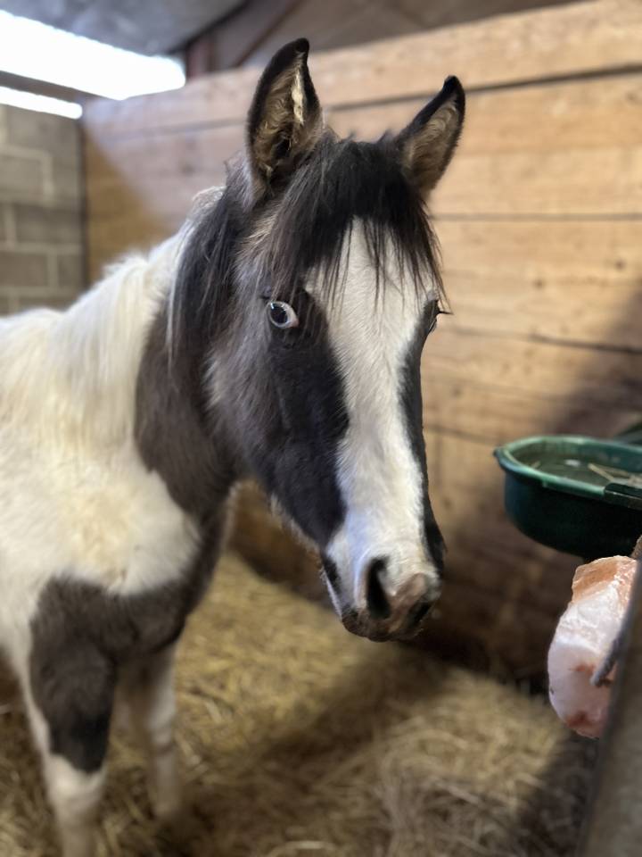 Pouliche Paint Horse APHA d&rsquo;exception &ndash; Grullo Tobiano 