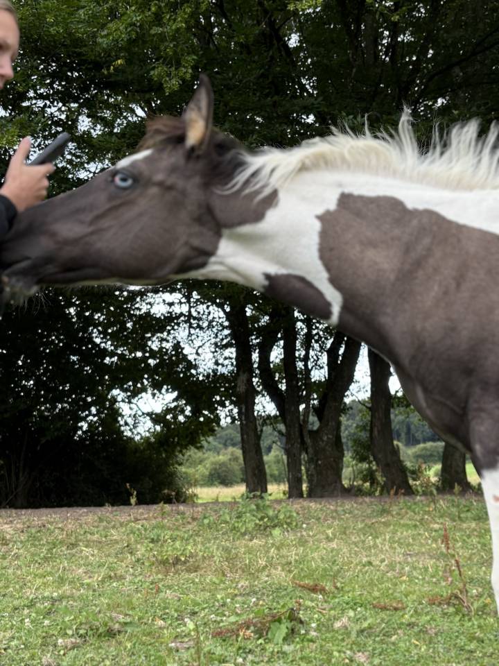 Pouliche Paint Horse APHA d&rsquo;exception &ndash; Grullo Tobiano 