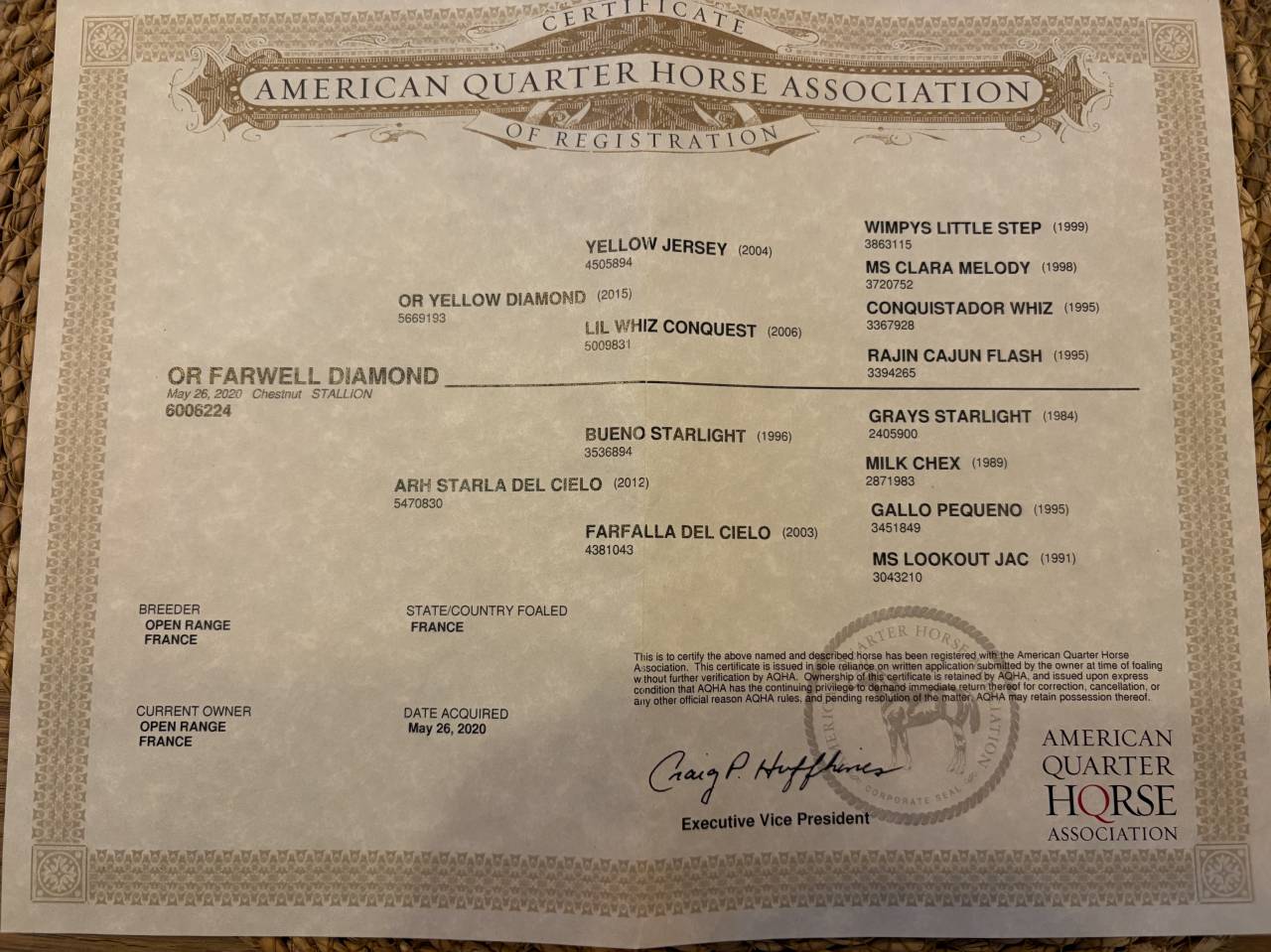 2 chevaux Quarter et Paint horse 