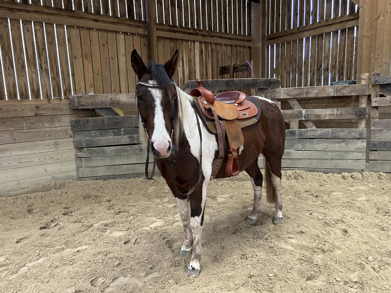 2 chevaux Quarter et Paint horse 