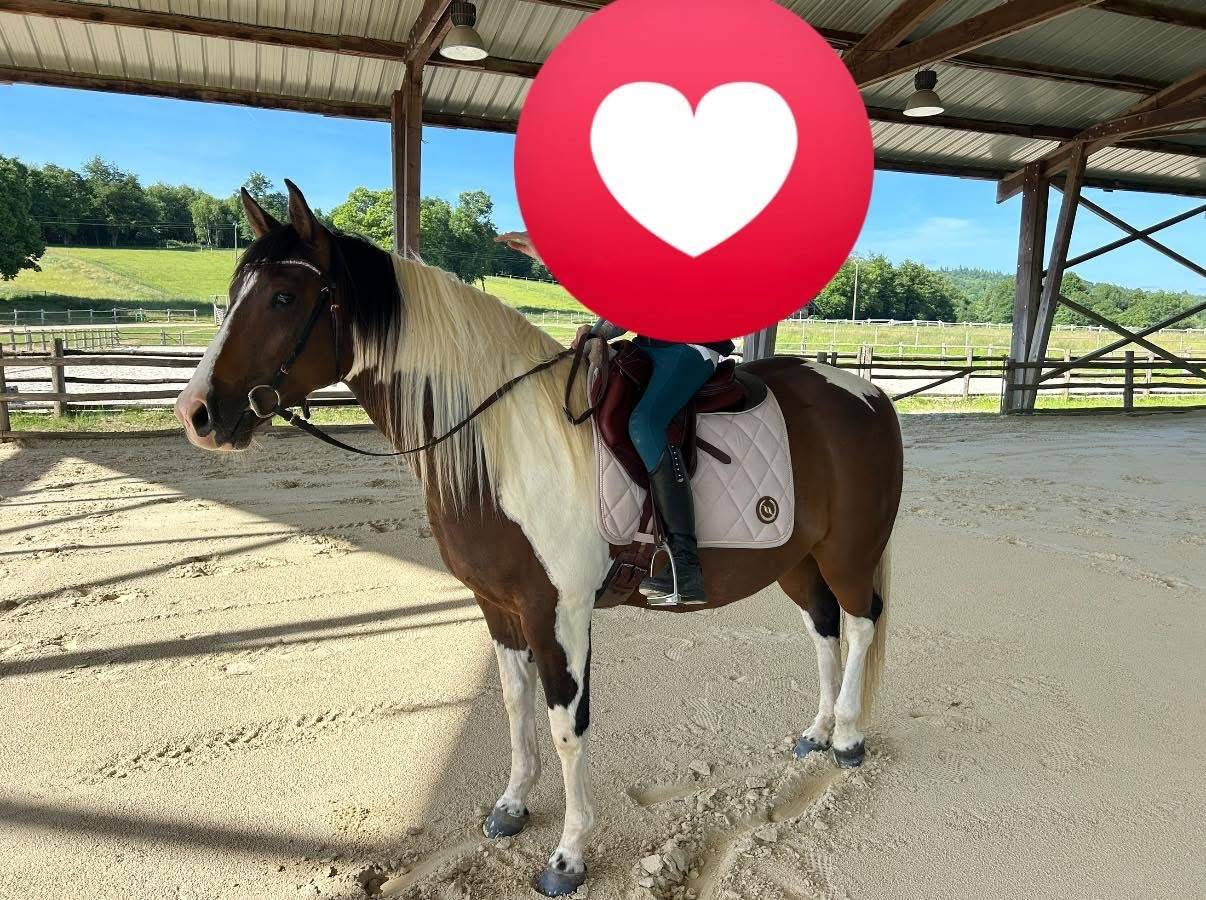 2 chevaux Quarter et Paint horse 