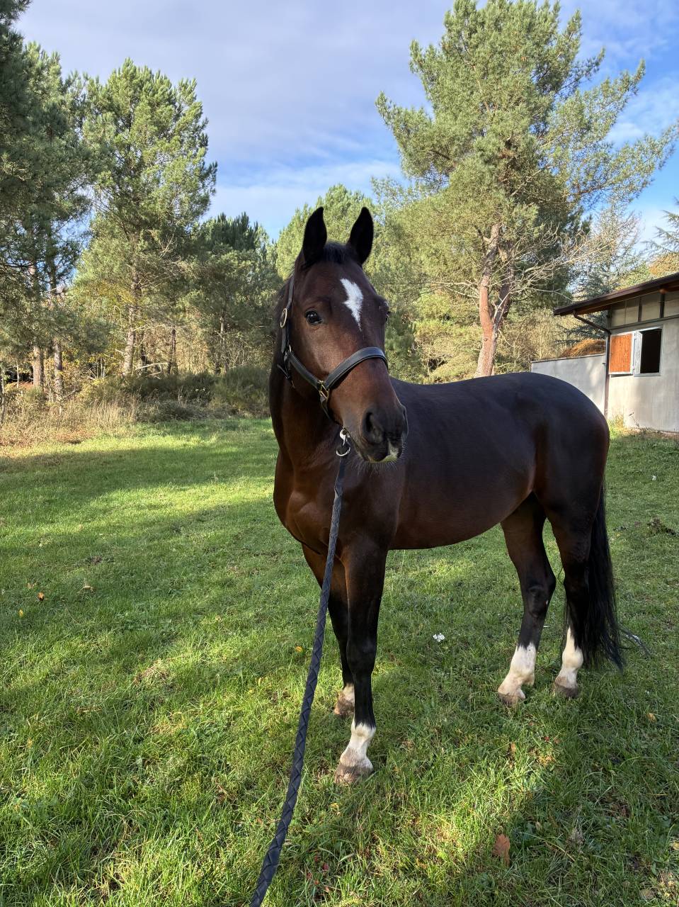Hongre KWPN - 7ans - dressage 