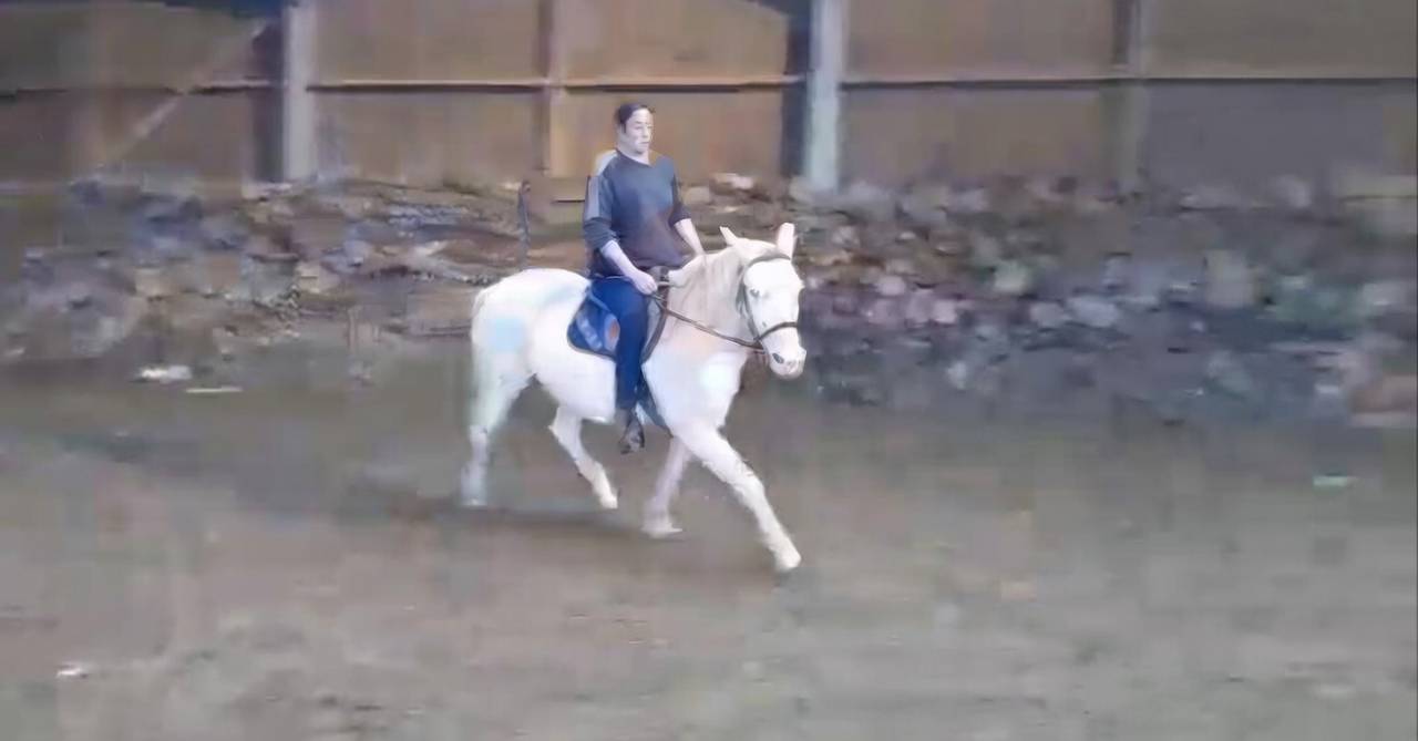 Jument cremollo 9 ans