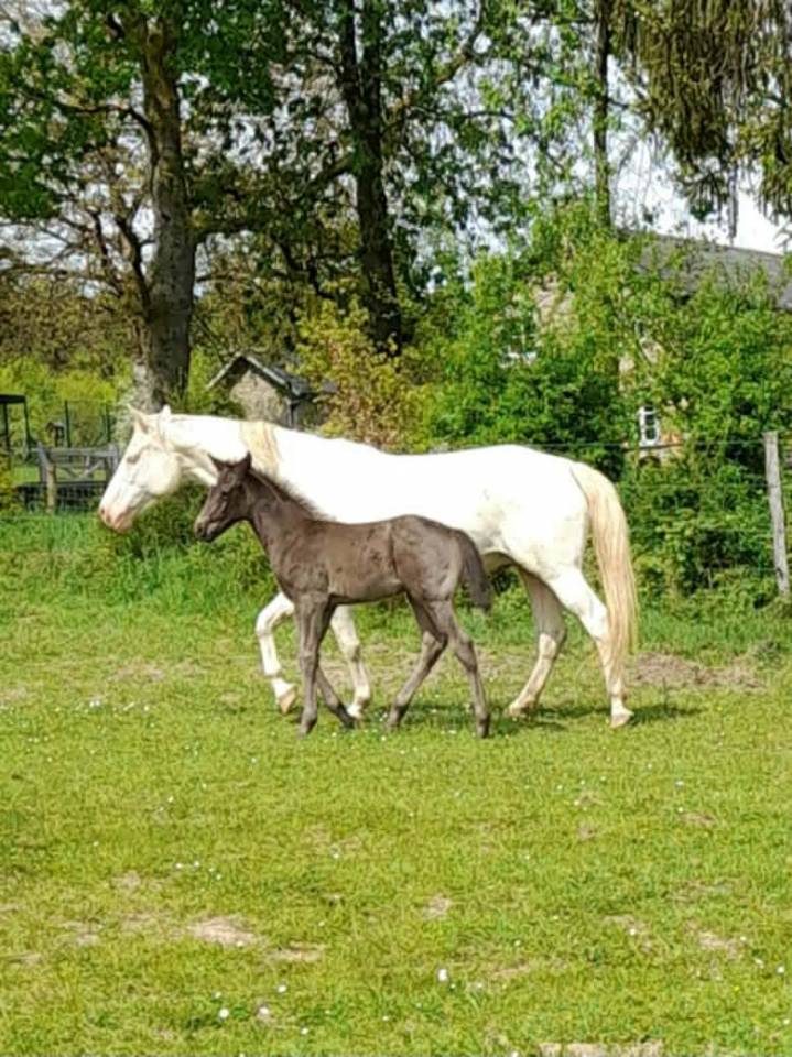 Jument cremollo 9 ans