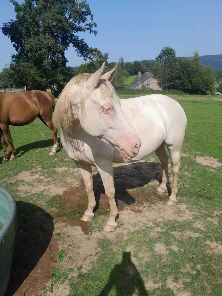 Jument cremollo 9 ans