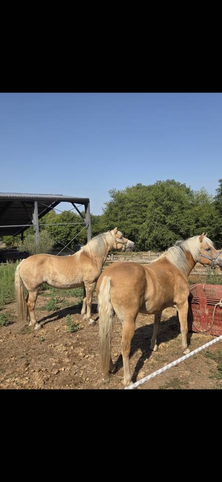 Lot de 2 haflinger
