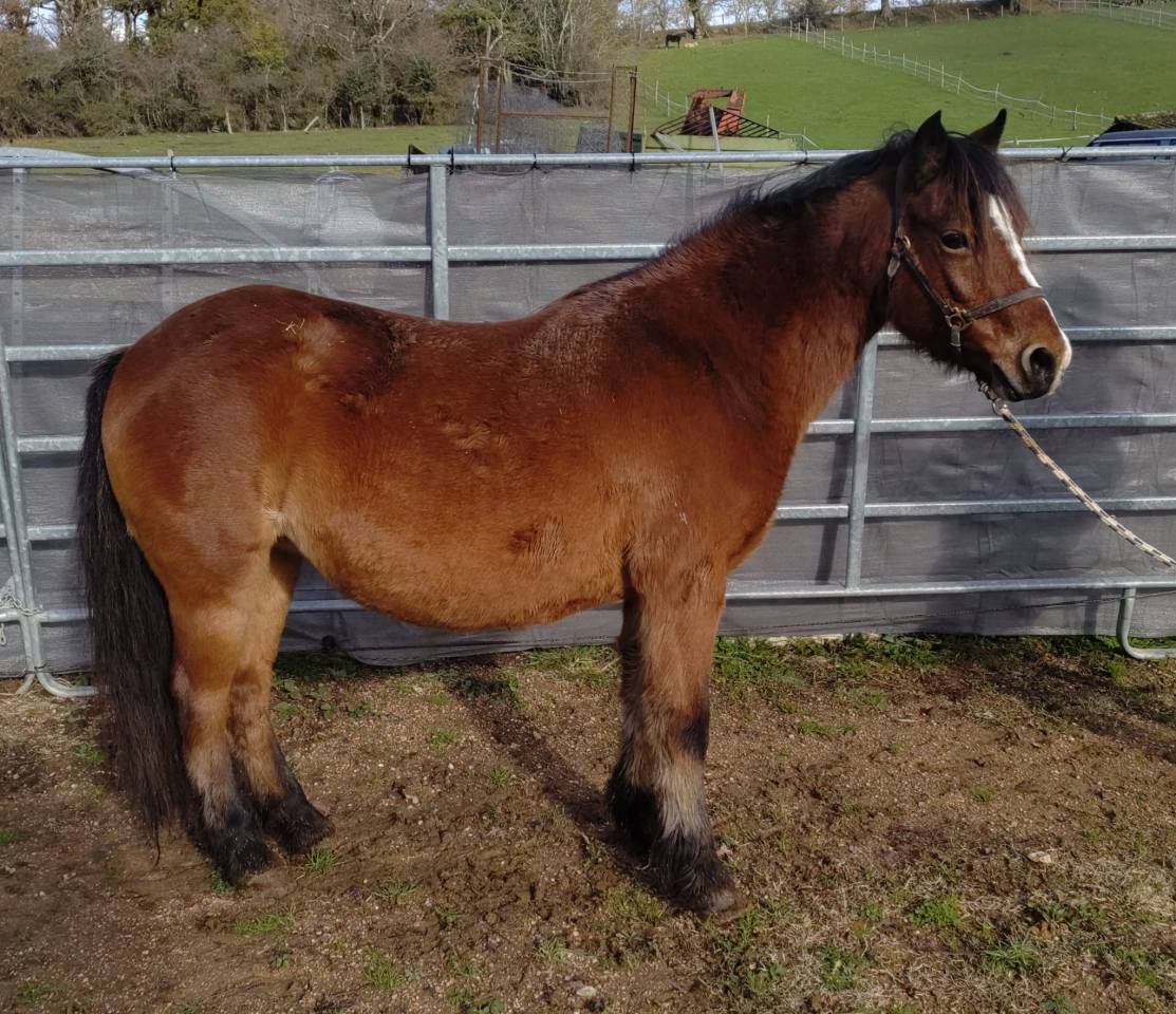 Diane de Cond&eacute;, pleine de Raboliot d'Arquetan 