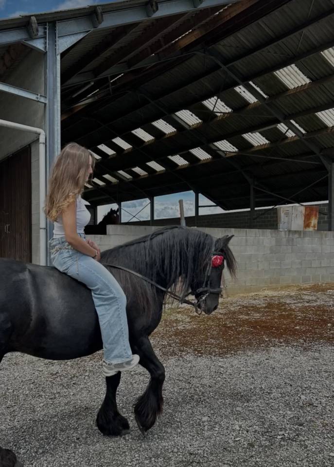 Hongre fell de 8 ans 