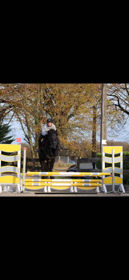 Hongre fell de 8 ans 