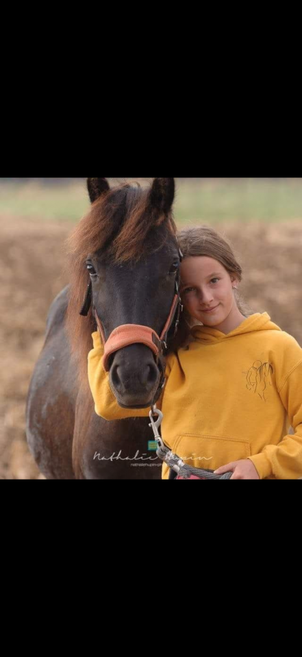 Hongre fell de 8 ans 