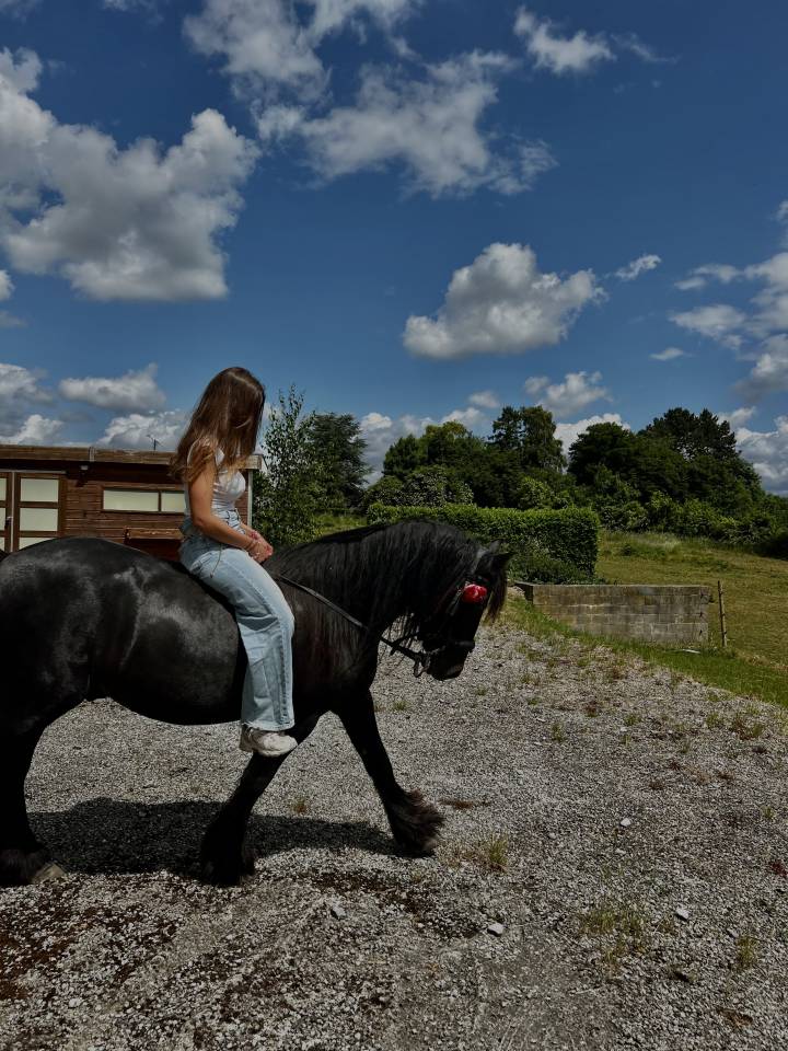 Hongre fell de 8 ans 