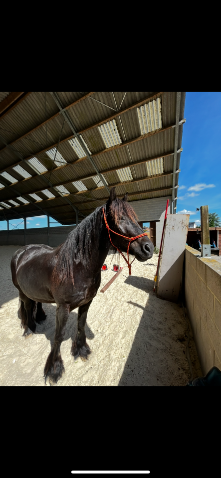 Hongre fell de 8 ans 