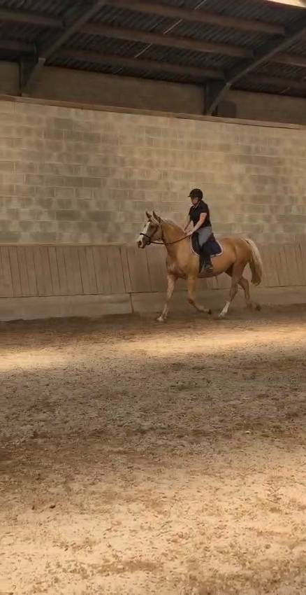 Magnifique jument palomino 