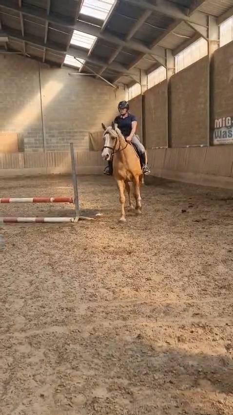 Magnifique jument palomino 