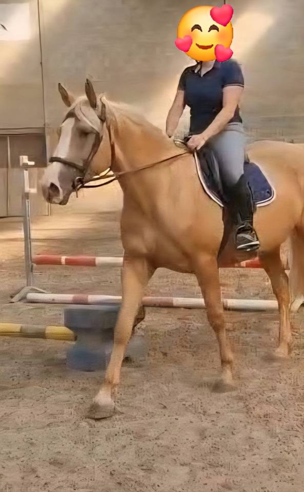 Magnifique jument palomino 