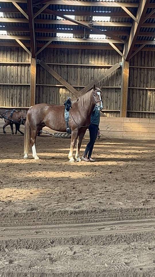 Jument franche-montagne 