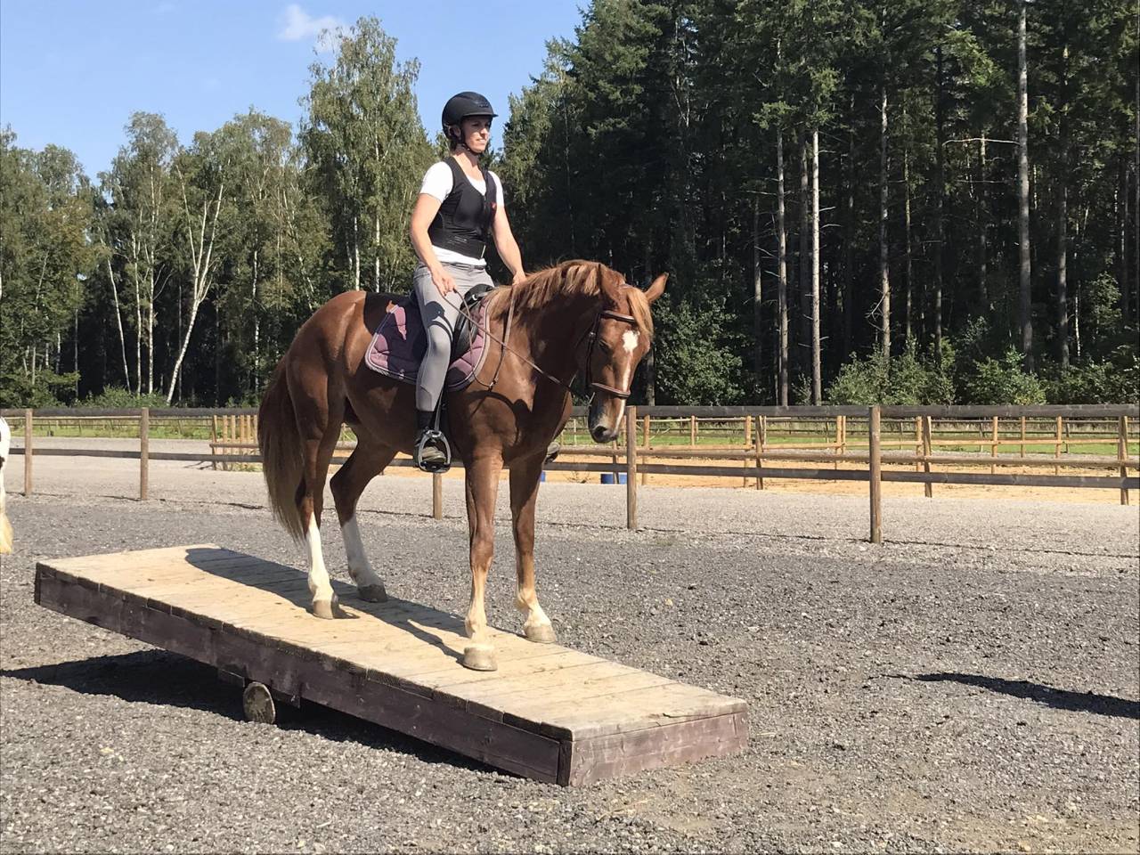 Jument franche-montagne 