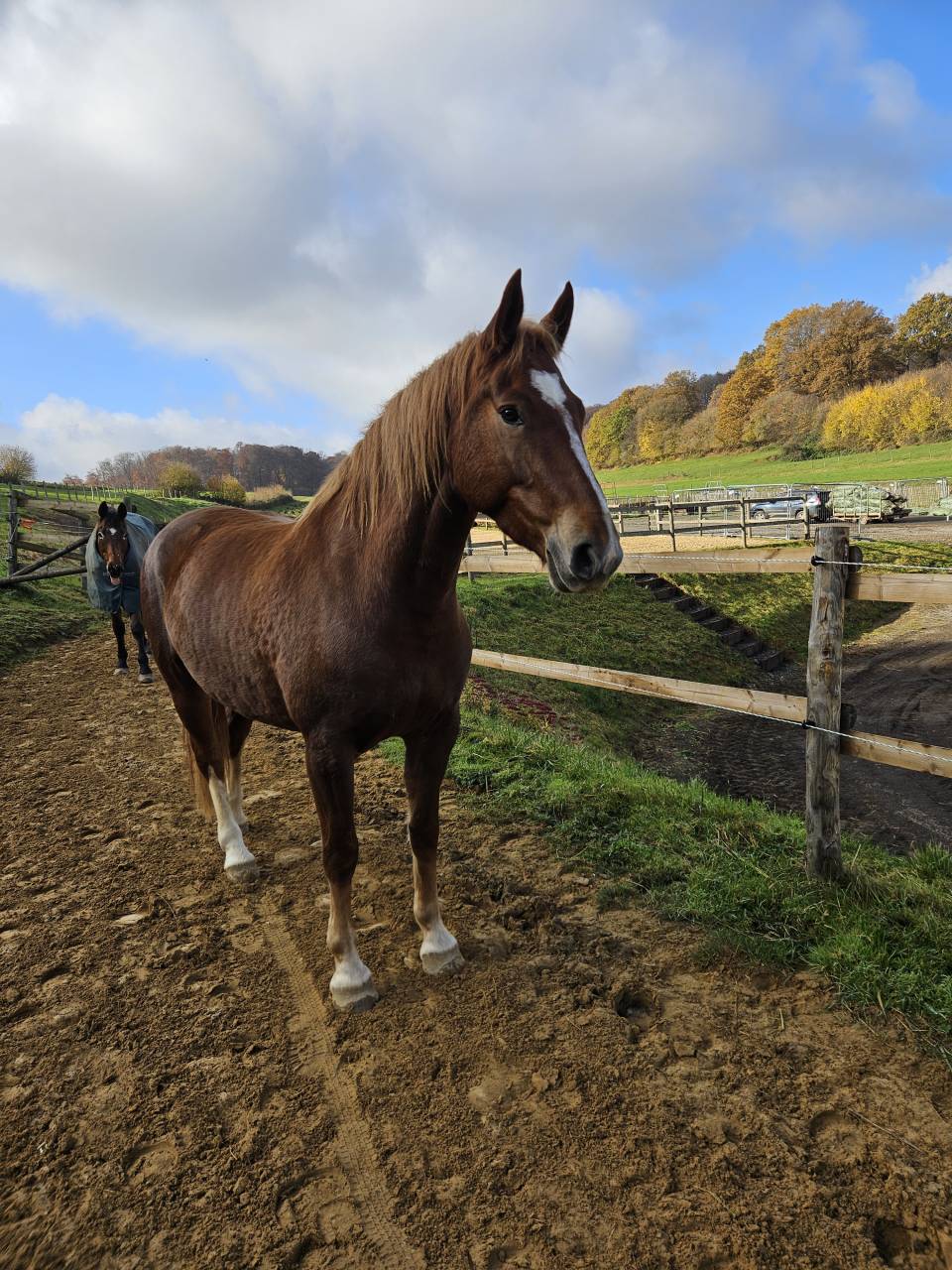 Jument franche-montagne 