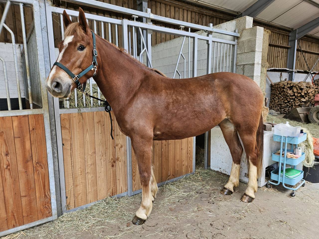 Jument franche-montagne 
