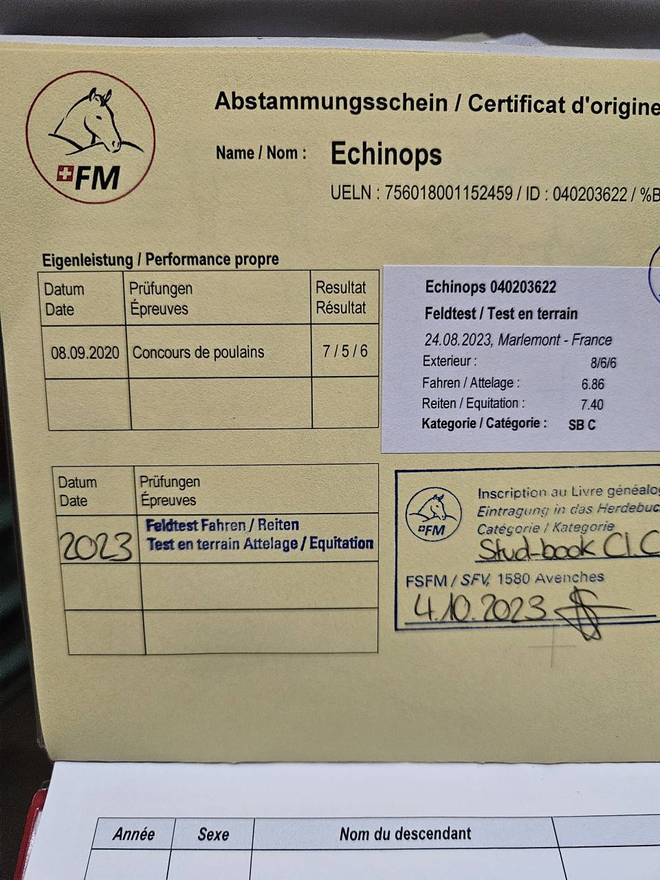 Jument franche-montagne 