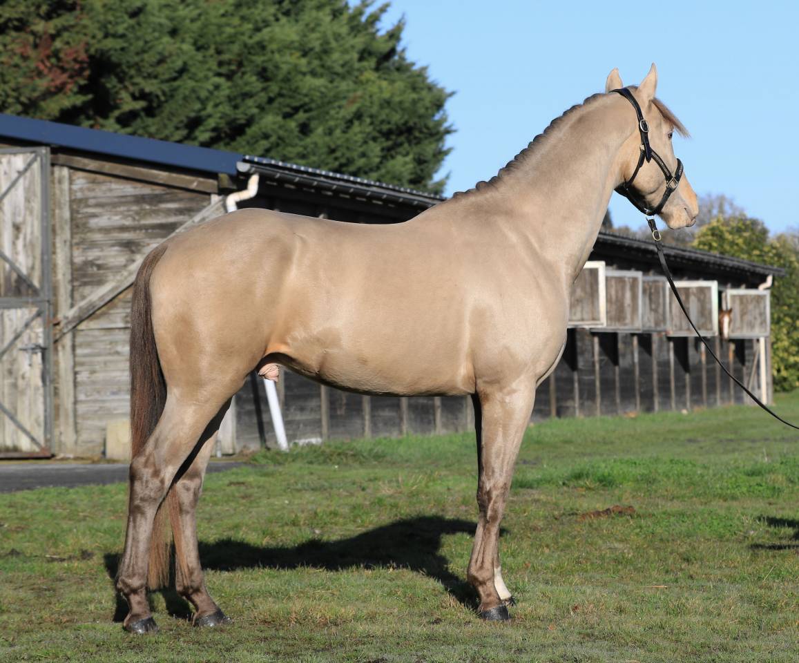 SHINEGRO CH - AES Champagne LICENSED STALLION 