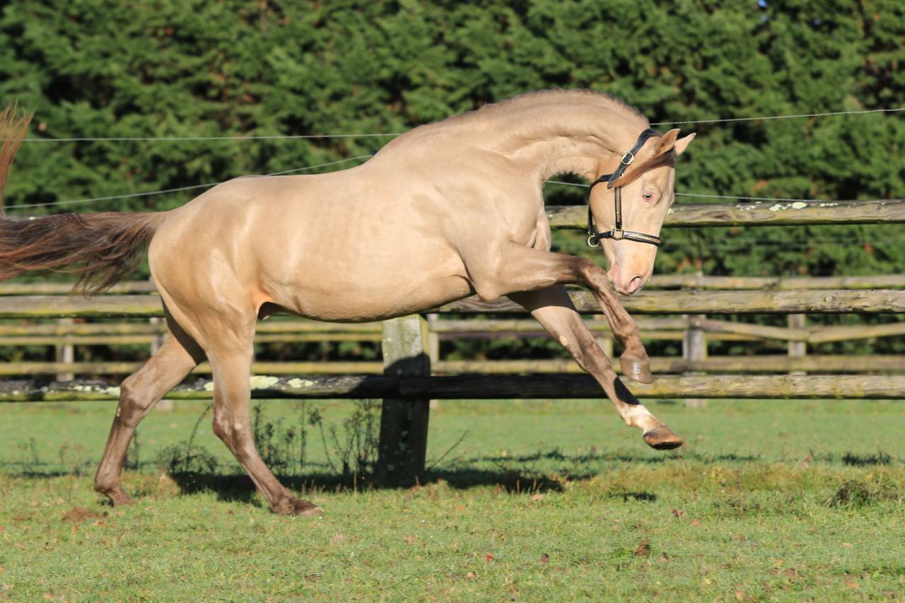 SHINEGRO CH - AES Champagne LICENSED STALLION 