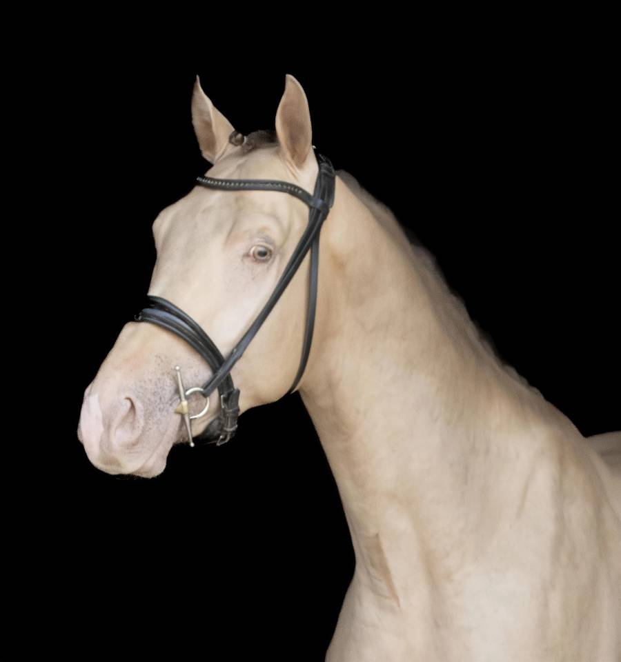 SHINEGRO CH - AES Champagne LICENSED STALLION 