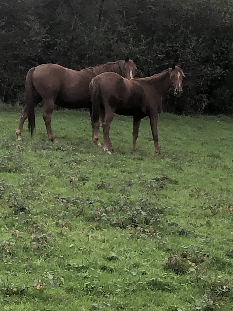 A vendre Pouliche SF