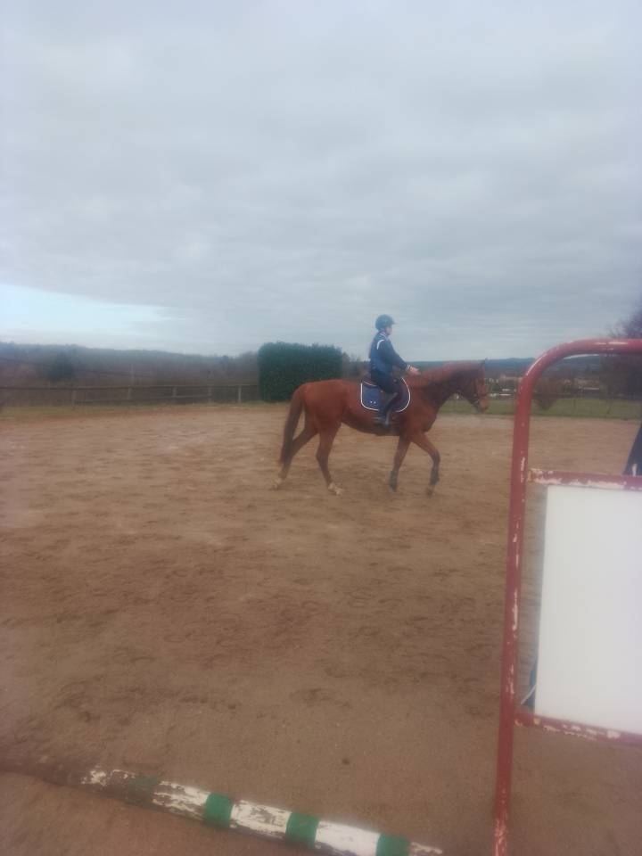 Jument oc selle francais 4 ans 