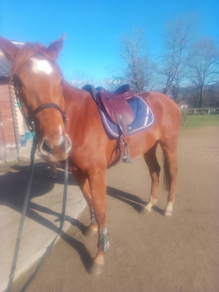 Jument oc selle francais 4 ans 