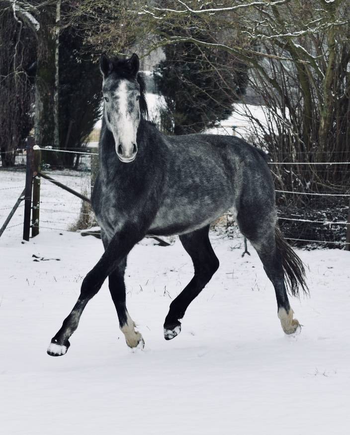 MAGNIFIQUE JEUNE 3 ans 