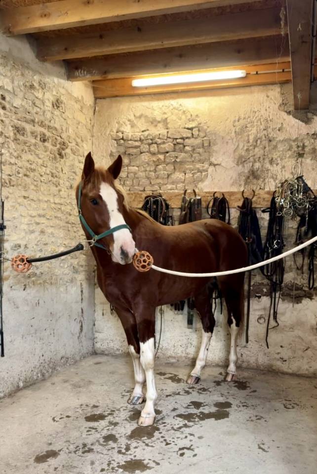 produit direct &eacute;levage hongre 3ans Casall