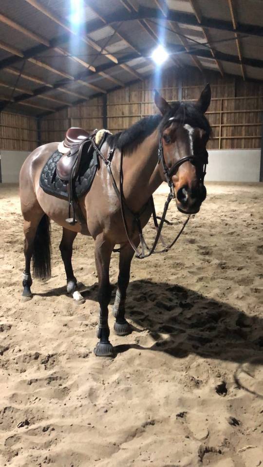 Cheval &agrave; vendre 