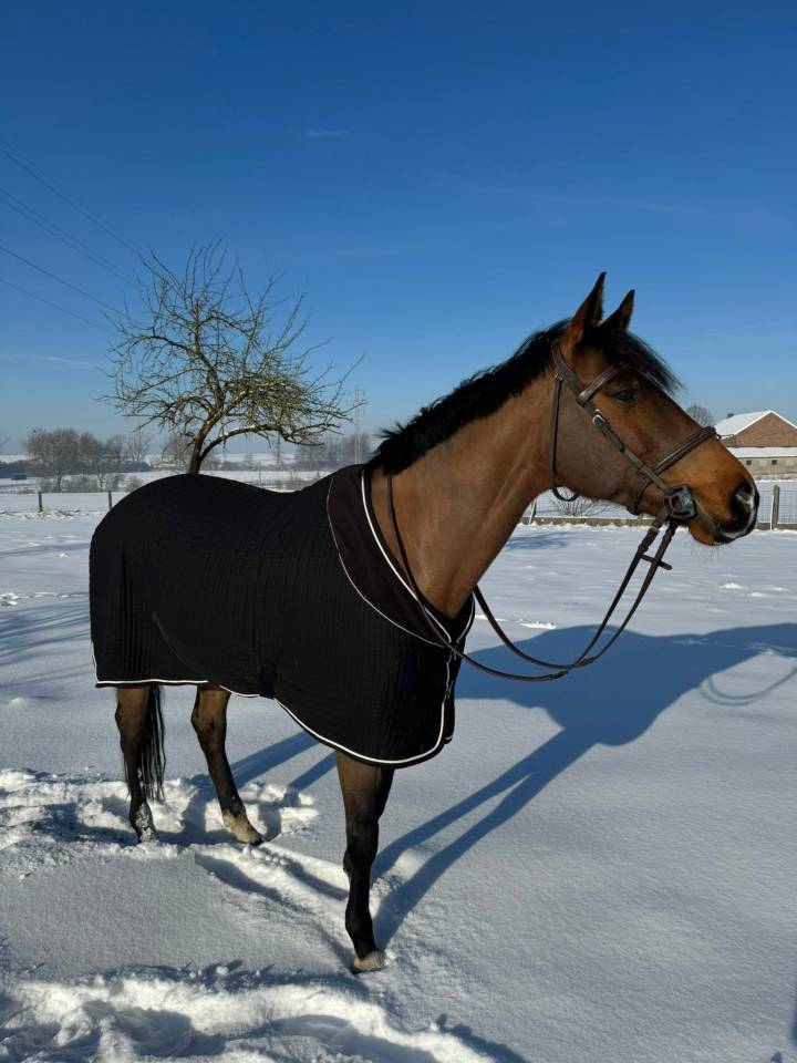 Cheval &agrave; vendre 