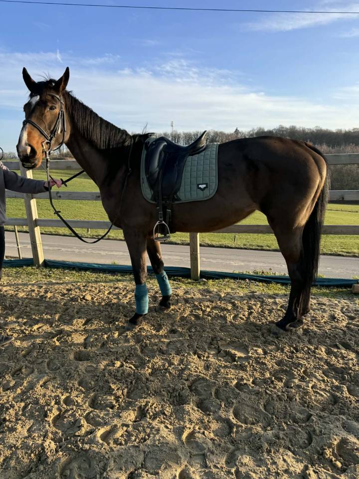 Jument pp sbs dressage obstacle 2012 